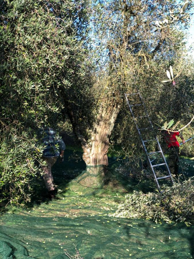 Hostal Il Borghetto Andrea Tafi Lamporecchio Exterior foto